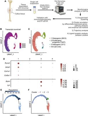 Aged Callus Skeletal Stem/Progenitor Cells Contain an Inflammatory Osteogenic Population With Increased IRF and NF-κB Pathways and Reduced Osteogenic Potential